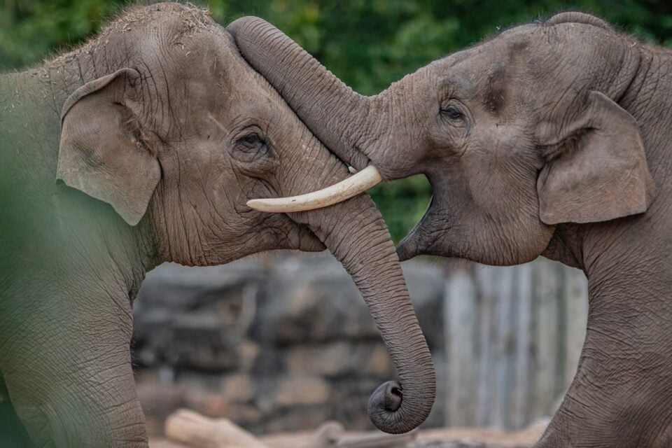 Two elephants together at Chester Zoo