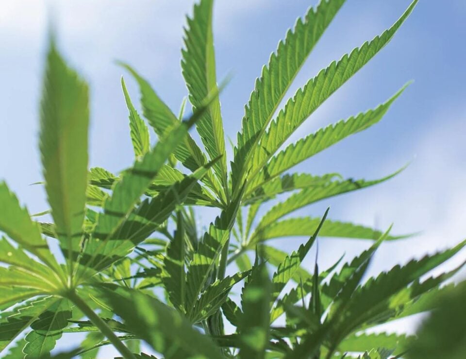 Hemp plant associated with Binoid CBD products
