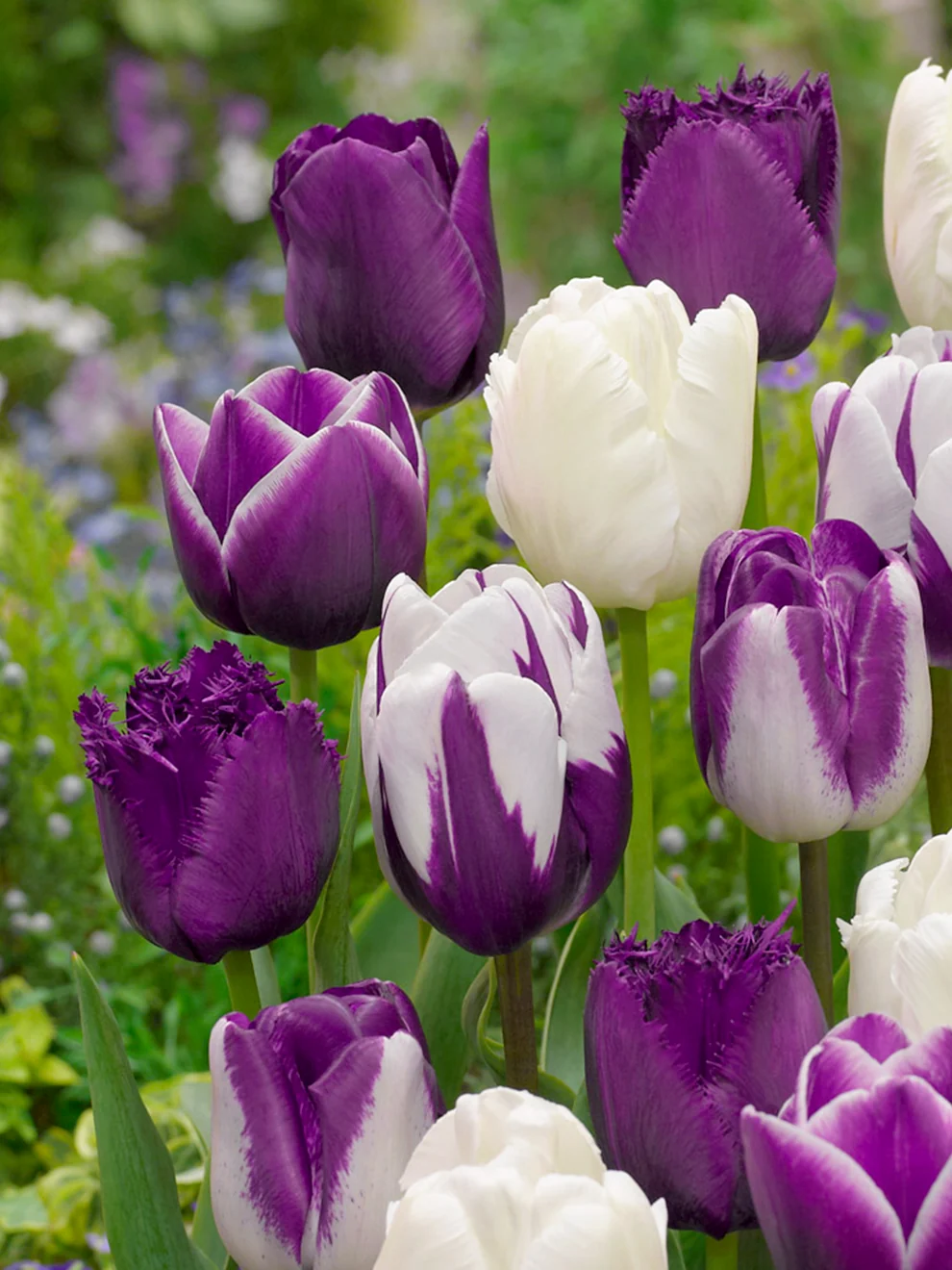Blue and white tulips in the Blueberry Snow Collection