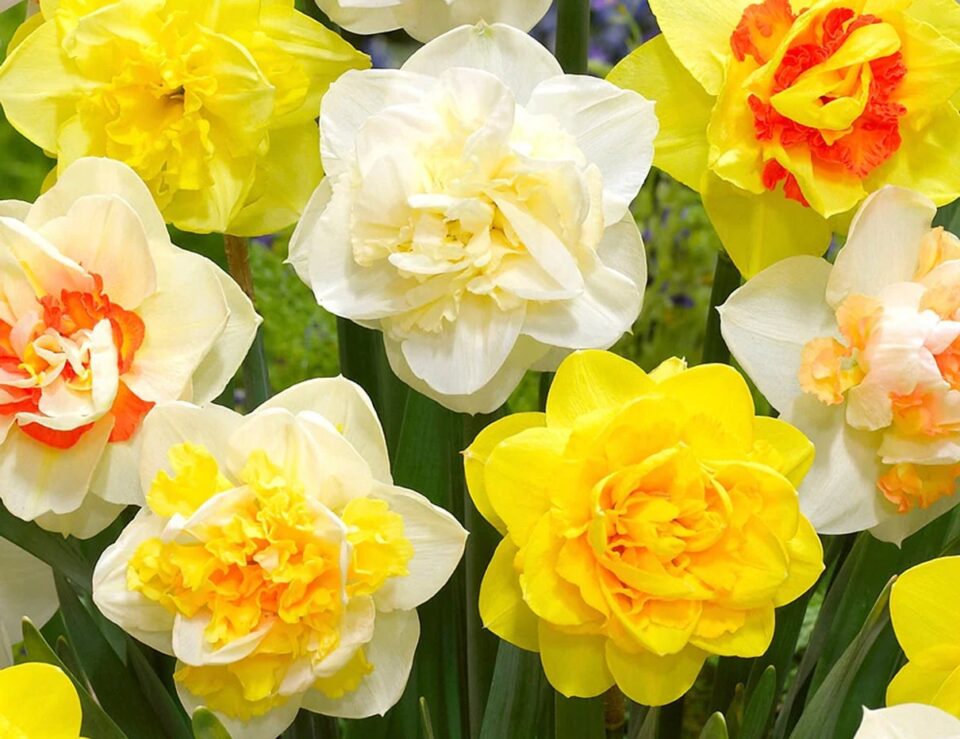 Double daffodil blooms in DutchGrown™ collection