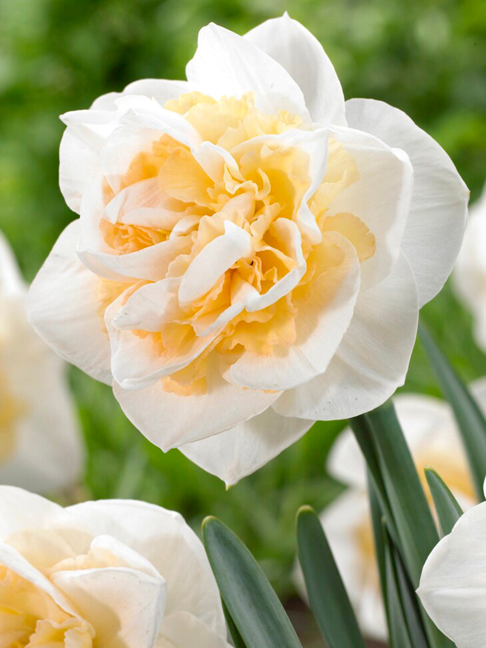 A peach-toned Daffodil Peach Prince