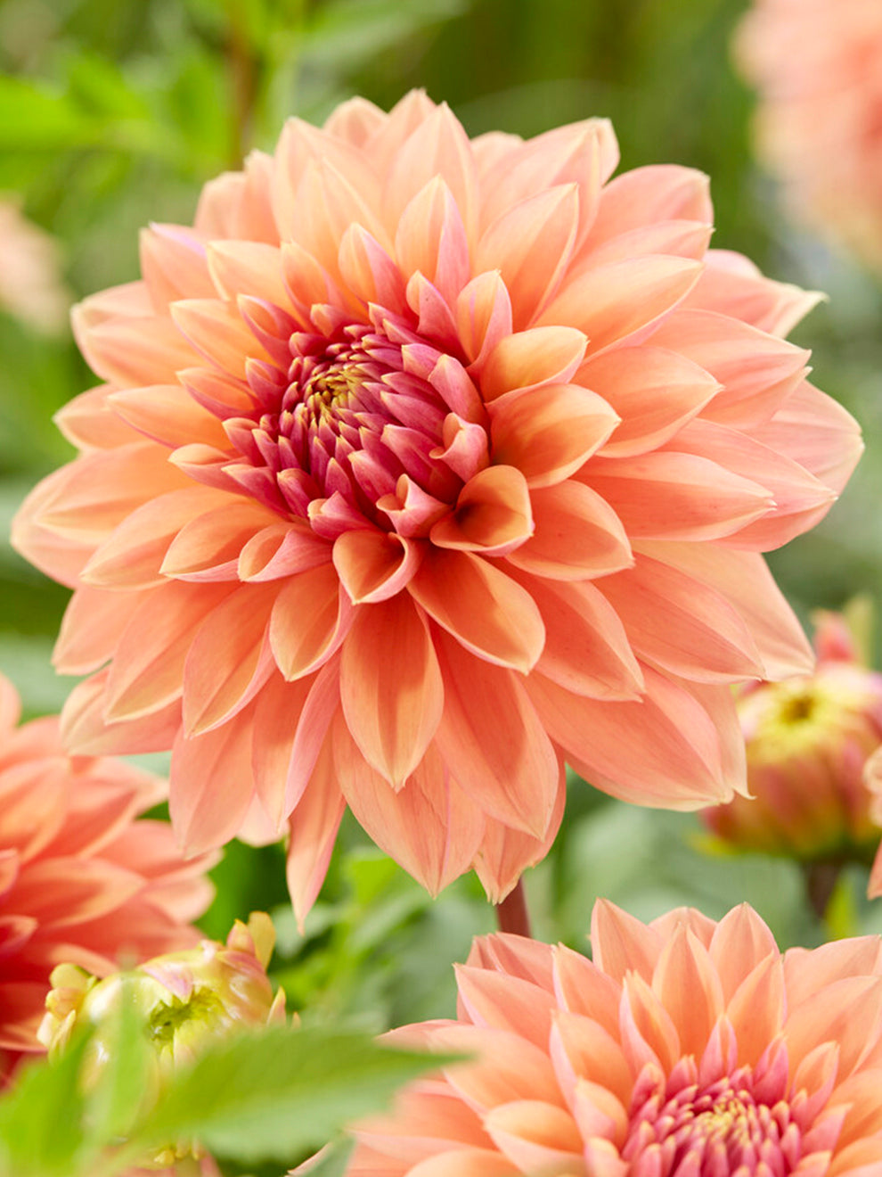Salmon and copper blooms of Dahlia Kick Off