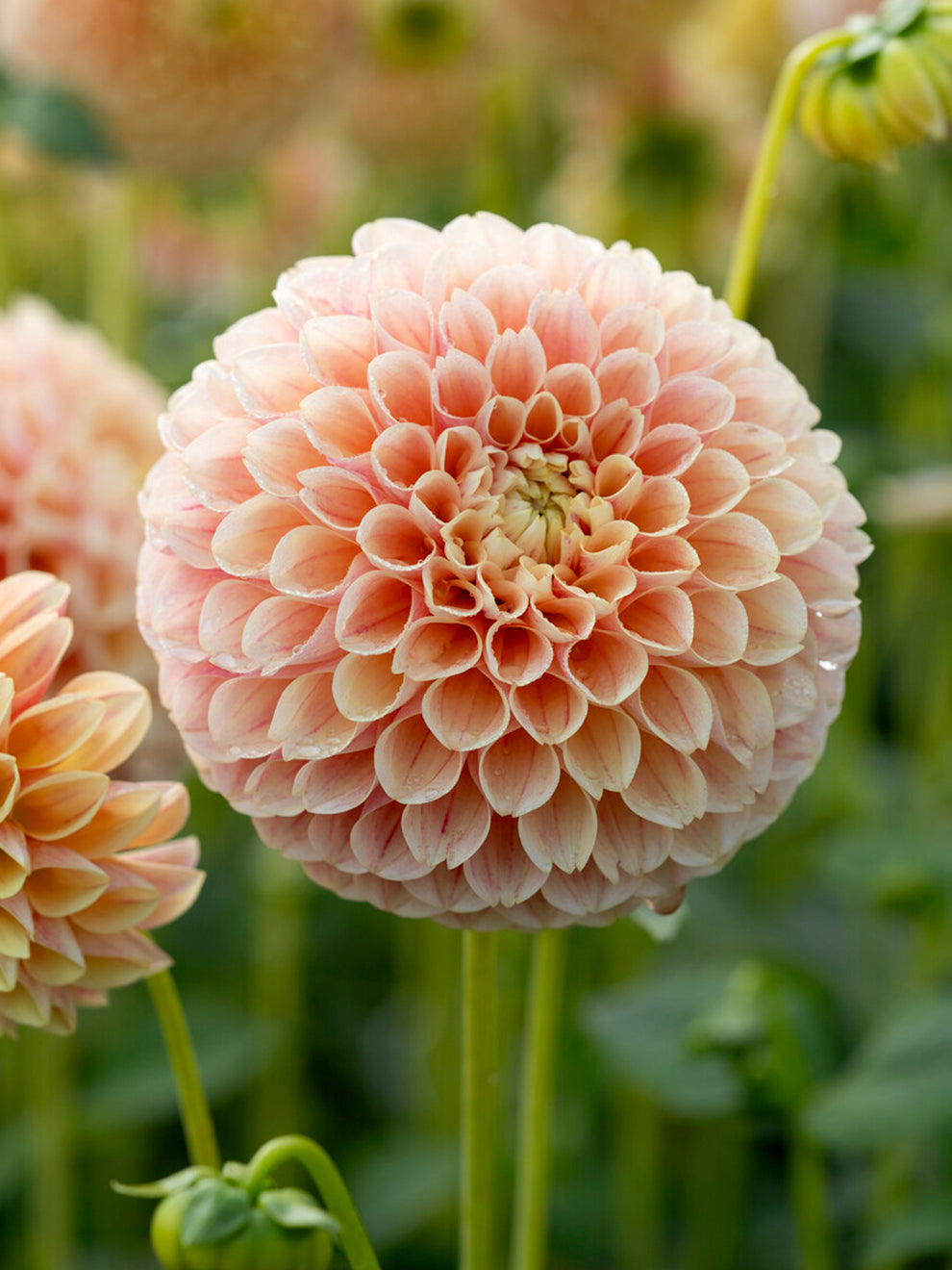 Peach and blush rounded flower of Dahlia Sweet Suzanne