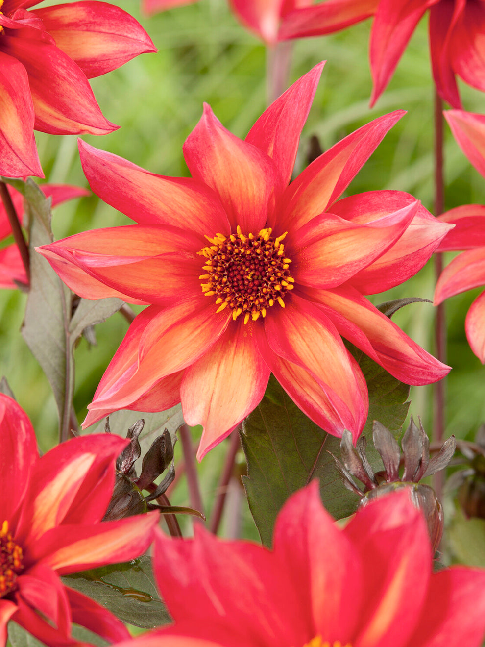 Open sunset-coloured bloom of Dahlia Waltzing Mathilda
