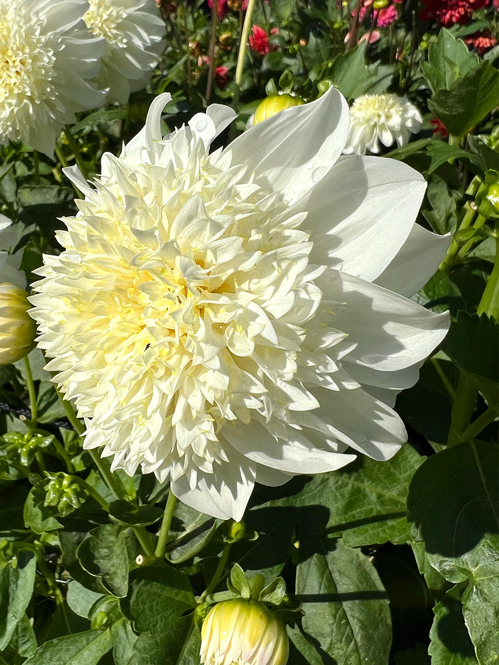 Ivory Dahlia Zahra with a textured yellow centre
