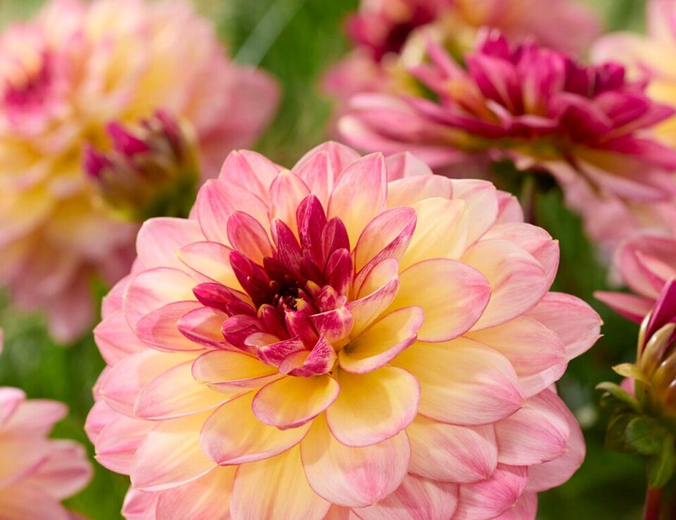 Dahlia Zingaro with layered pale petals and pink edging