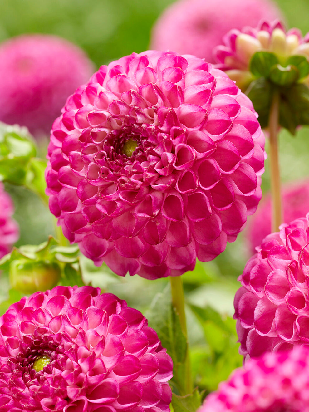 Rounded pompon flowers of Dahlia Zippity Do Da