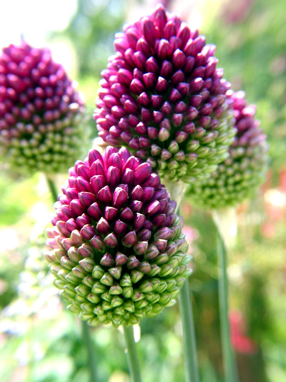 Drumstick allium flowers on slender stems