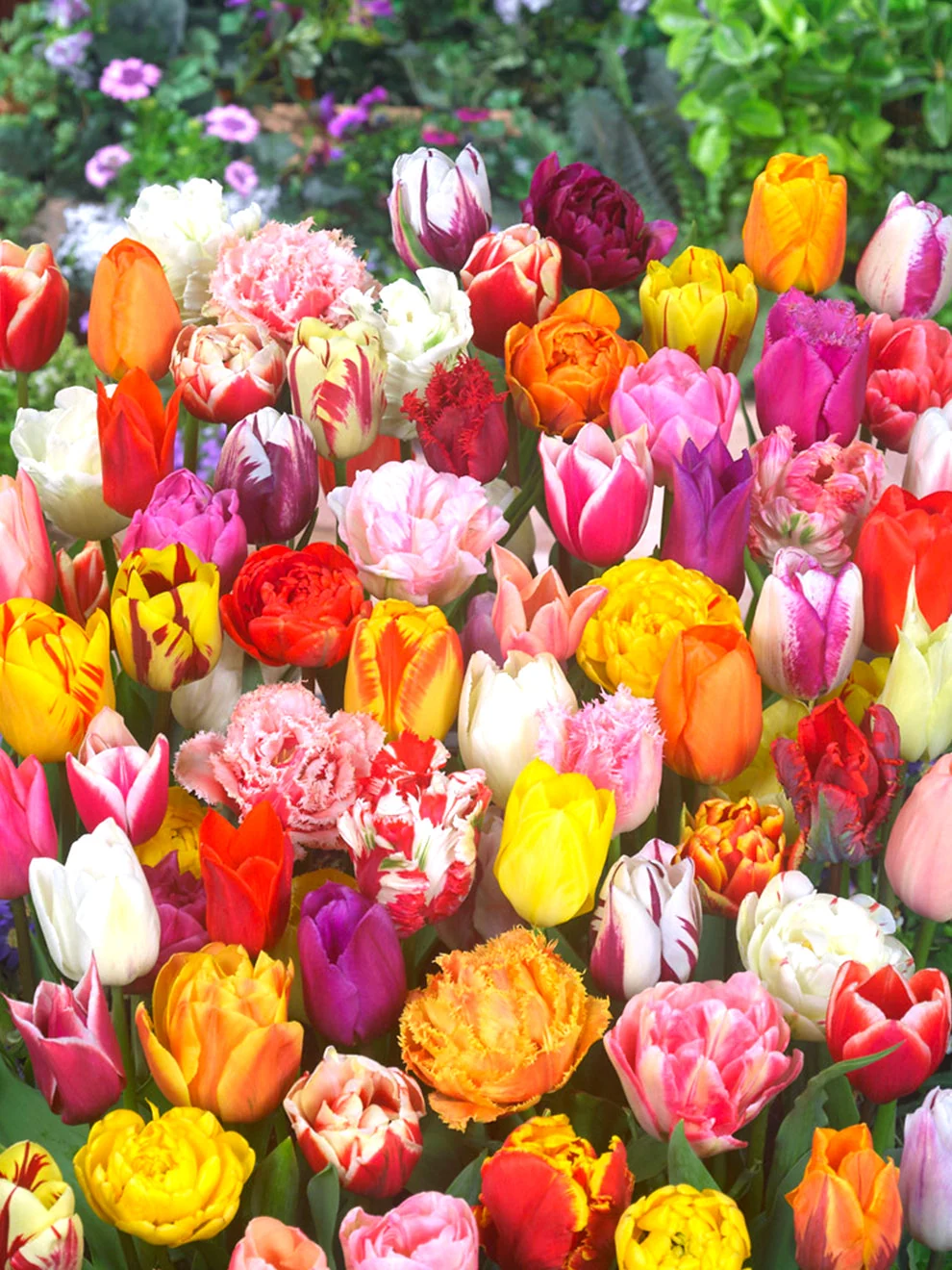 Tulips in the Eternal Spring mix