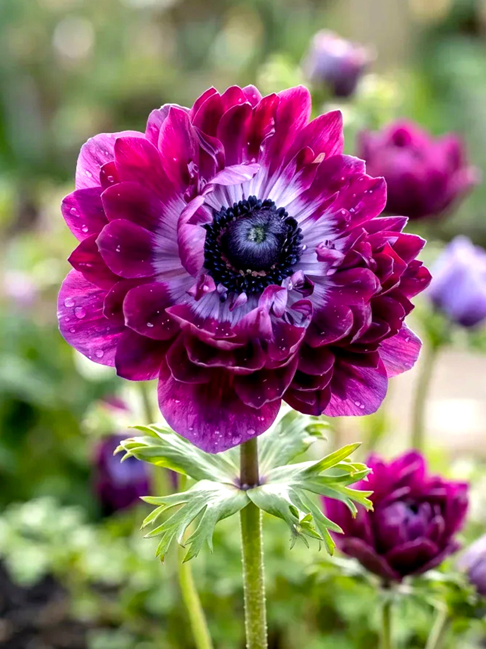 Deep burgundy double anemone flower