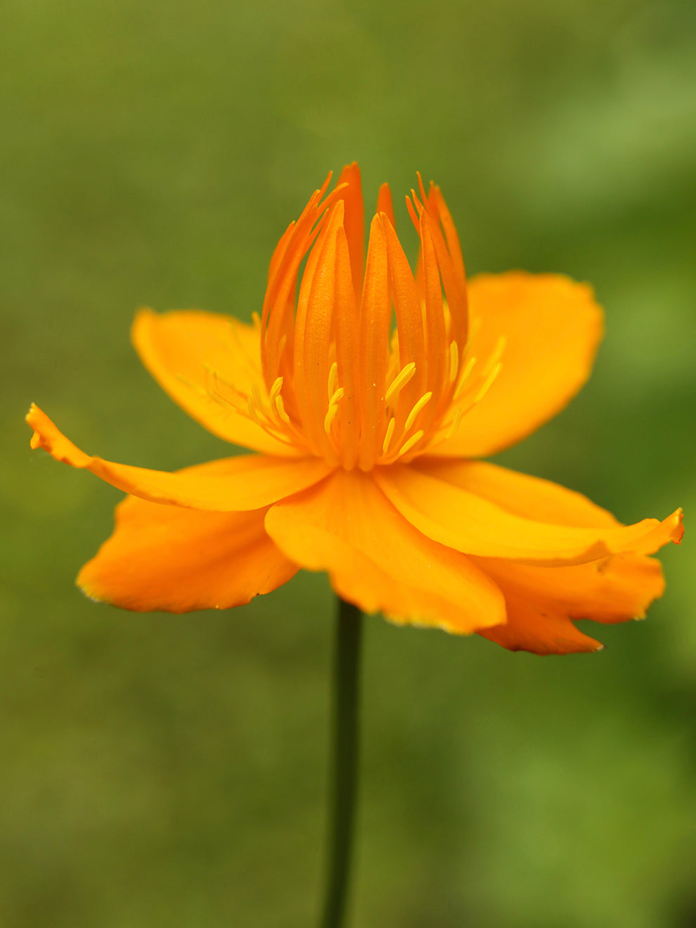 Golden orange globeflower blooms on upright stems