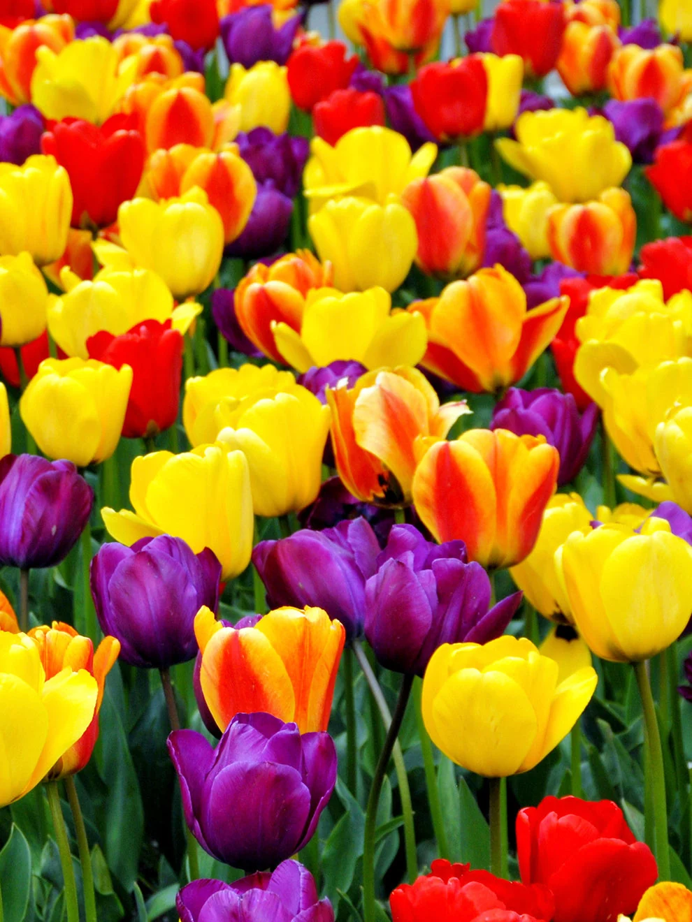 Colourful tulips in the Jumbo Darwin Mix