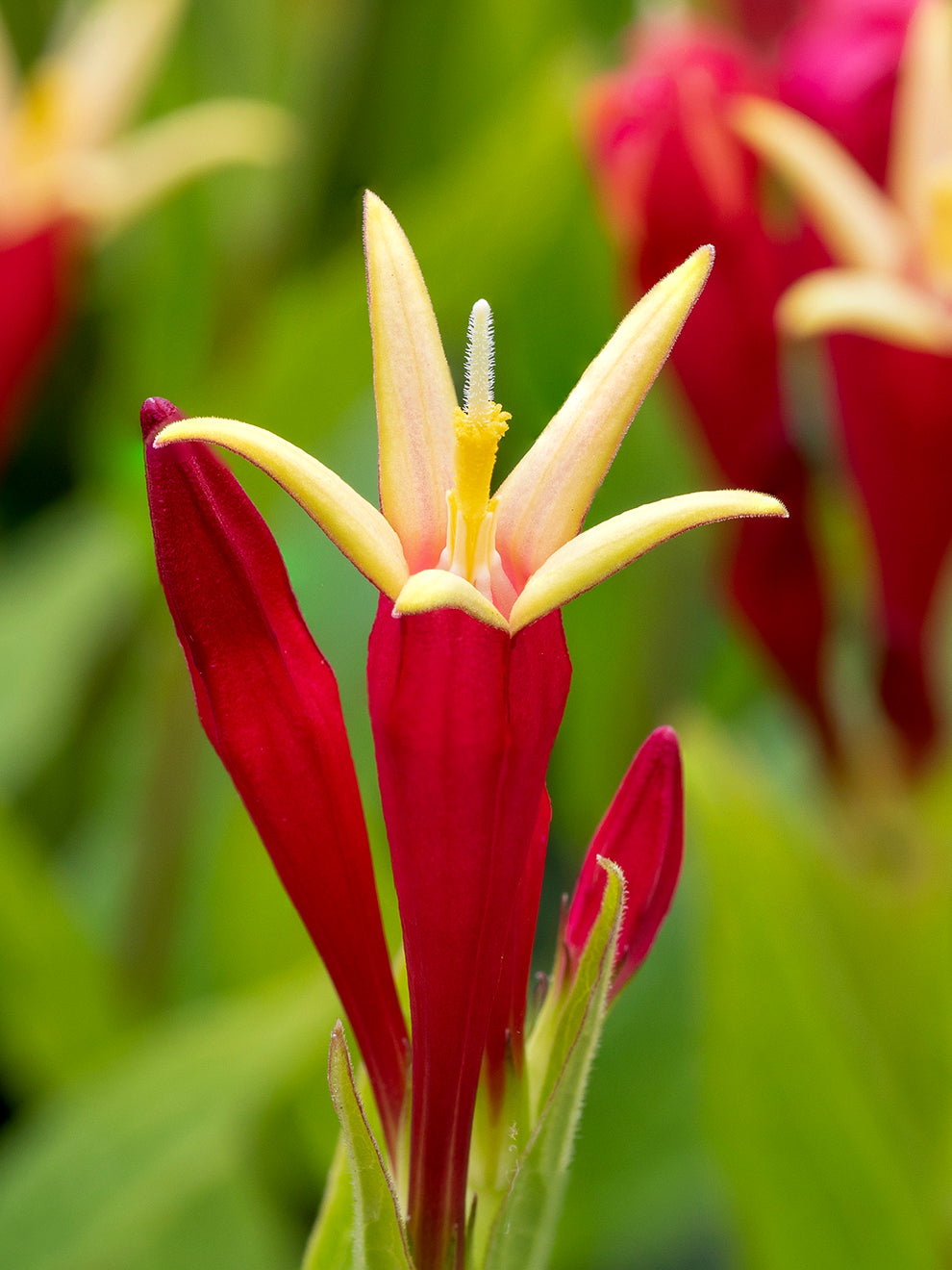 Red tubular flowers on a Little Redhead Indian pink plant