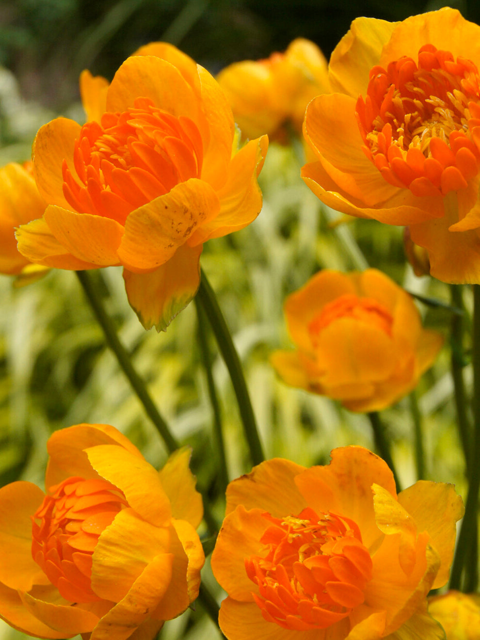 Yellow orange globeflower with a tangerine centre