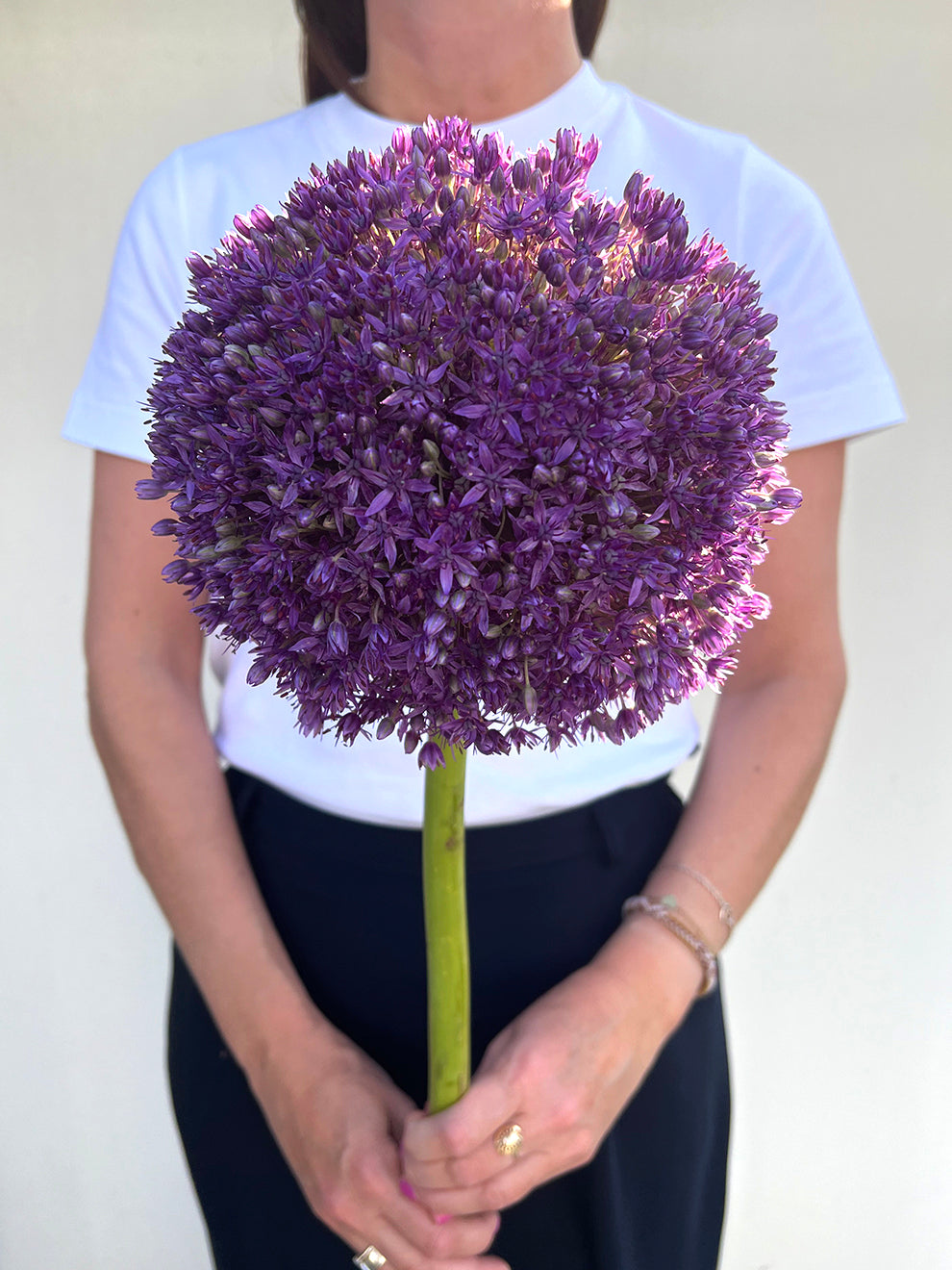A large purple allium held in a hand