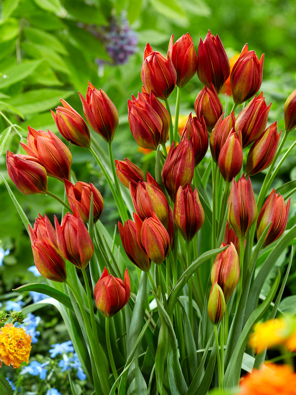 Red tulip buds in a garden
