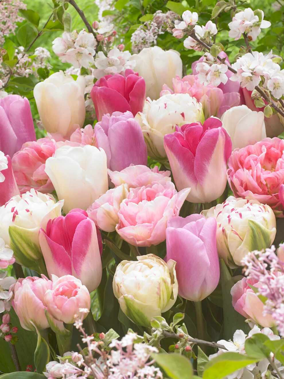 Mixed tulips in the Spring Romance Collection