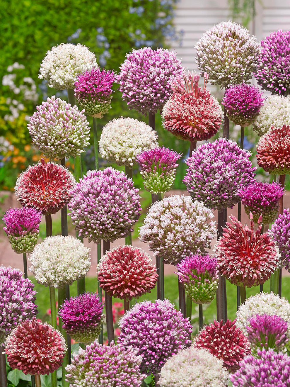 Purple allium flower heads in a garden planting