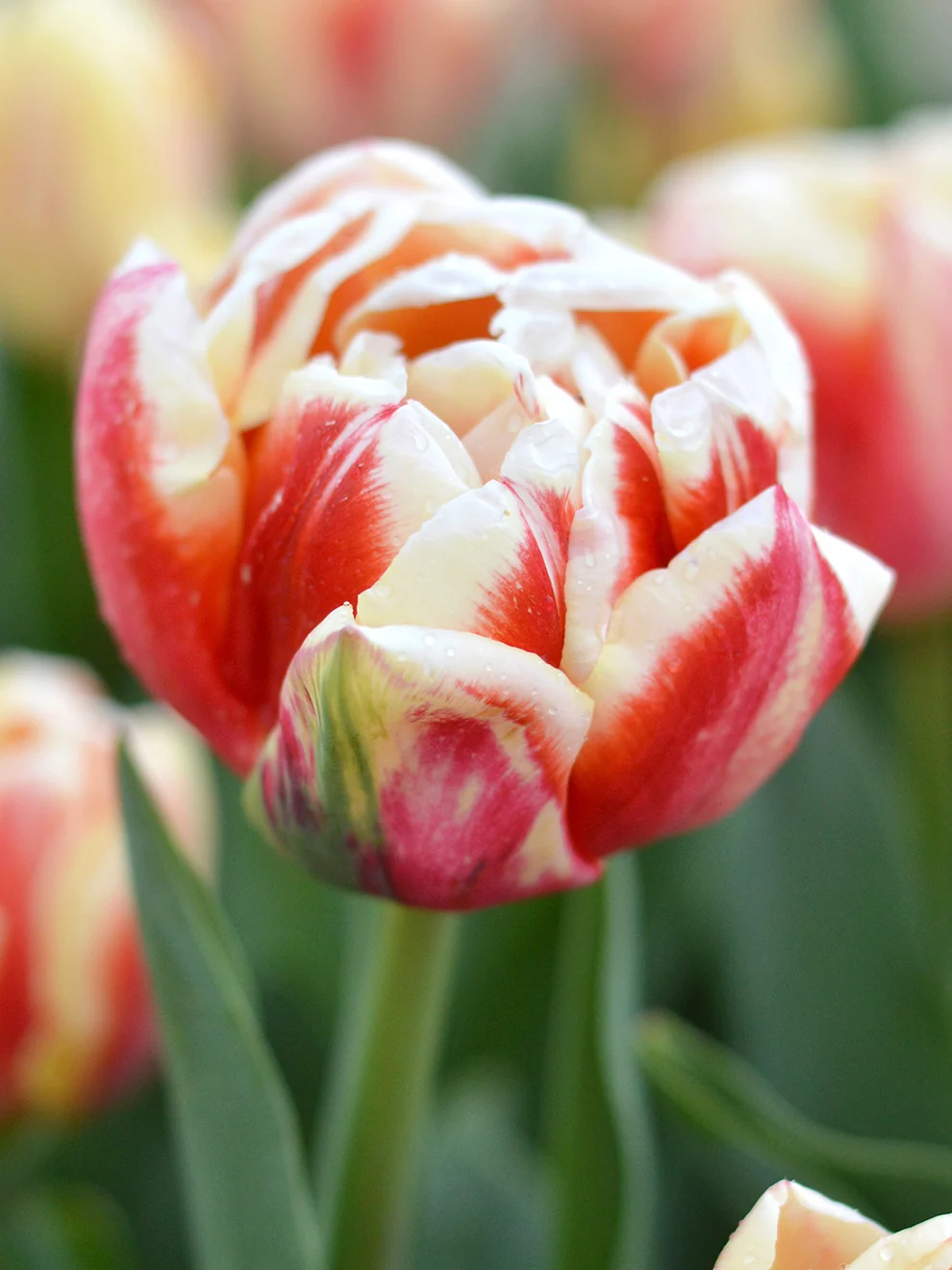 Cherry pink Tulip Bed of Roses flowers with peach tips