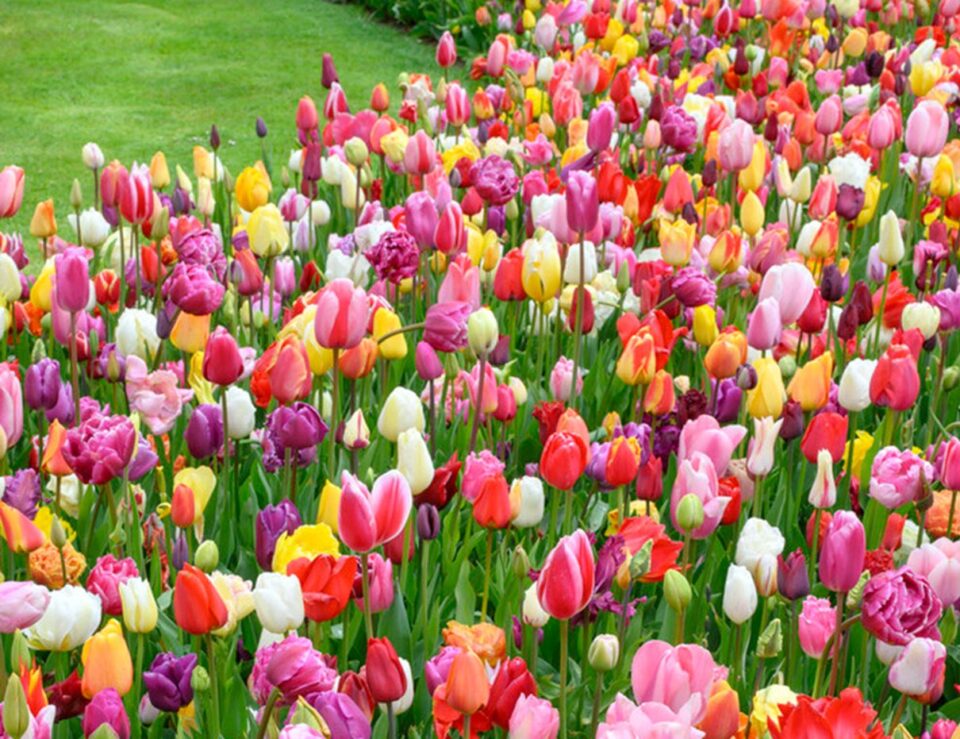 A mixed planting of colourful Triumph tulips
