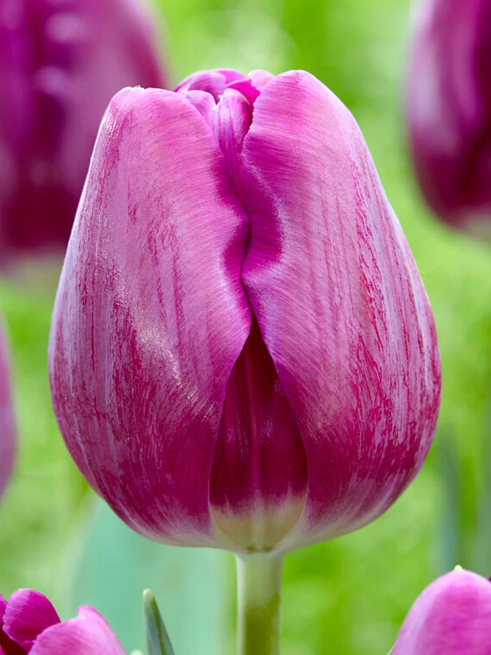 Deep purple Tulip Imperial Garden flowers