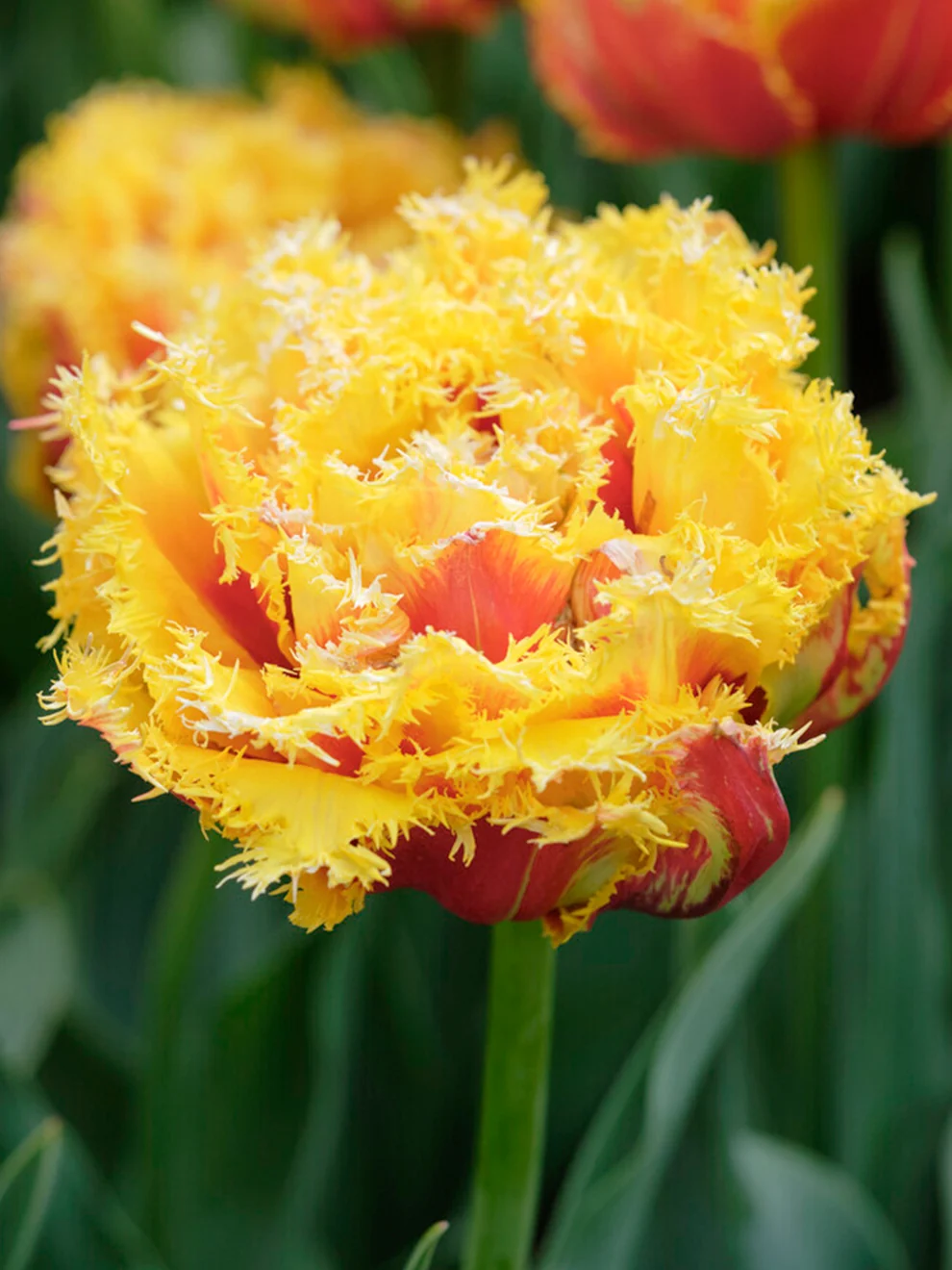 Red double Tulip Kensington flowers