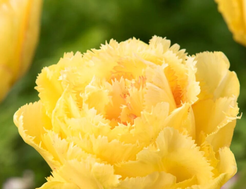 Double yellow Tulip Lemon Shoot flowers