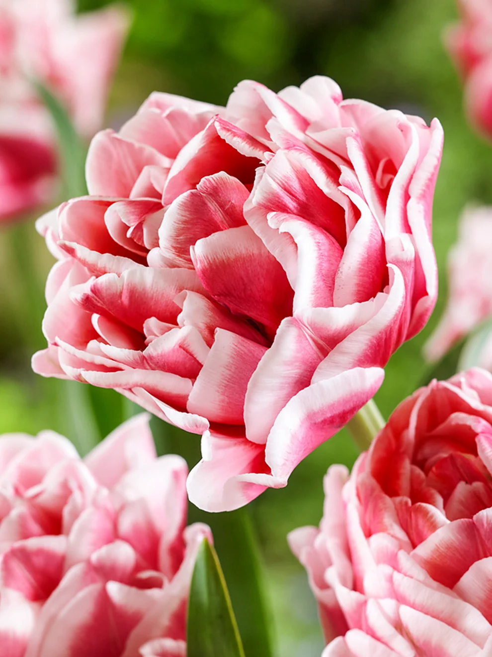 Fuchsia and white Tulip Let's Dance flowers