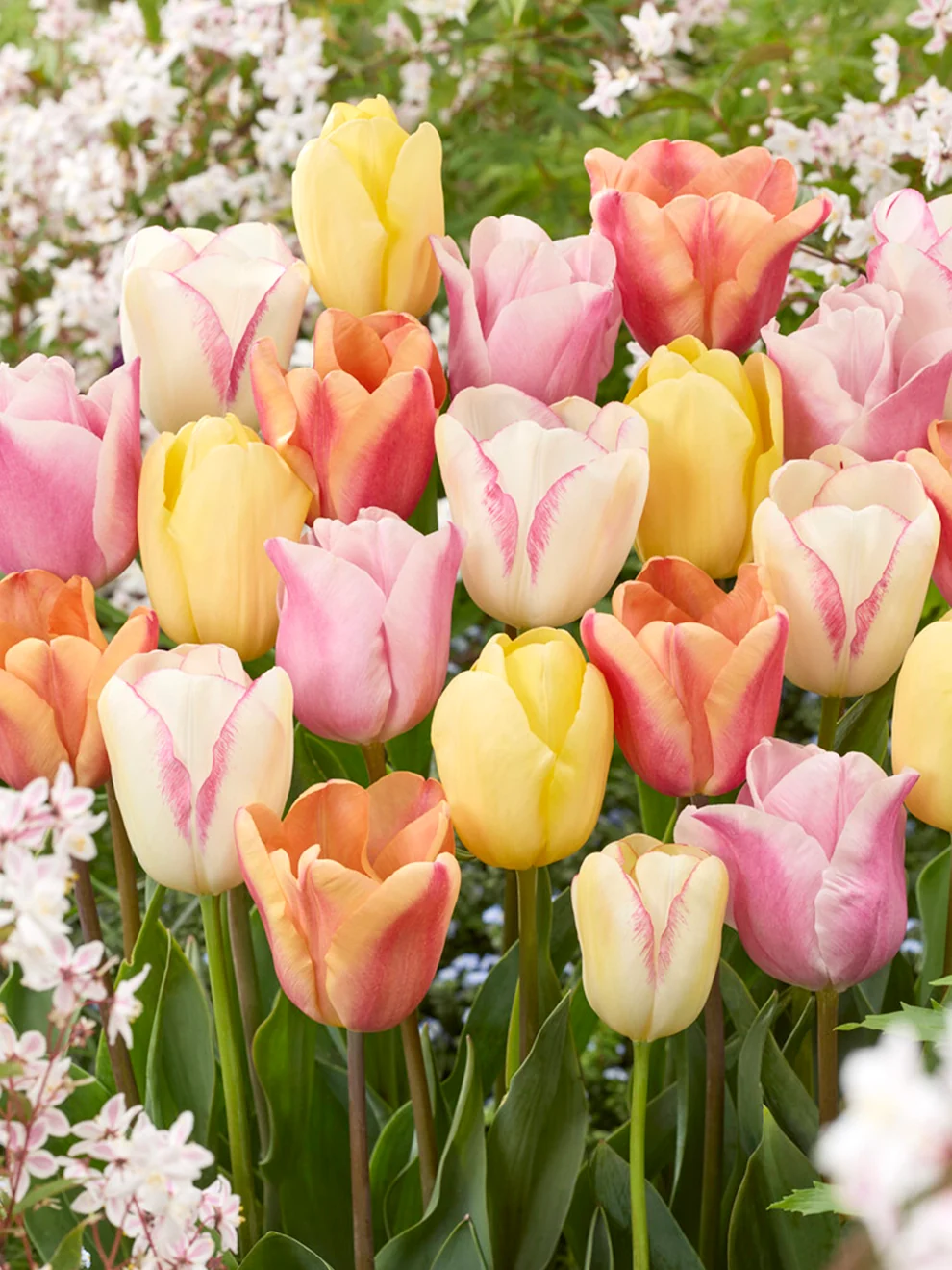 Soft pastel tulip varieties from the Pastelegance Collection
