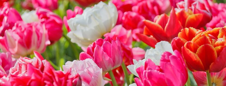 Flowering garden border shown in a wide DutchGrown garden banner