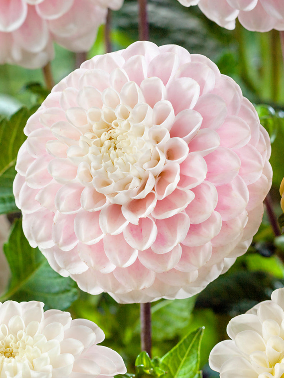 Layered pink and cream dahlia flower