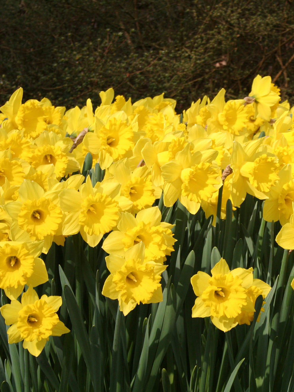 Yellow daffodils in bloom