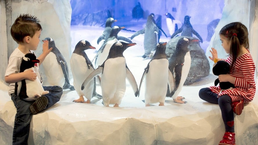Children watching penguins at SEA LIFE Birmingham